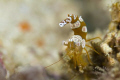   Thor amboinensis taken Derawan islands east borneo. No cropping. Canon 7D 100 mmL f2.8 macro lens.INON Z240 strobesNauticam Housing borneo cropping f28 f2 lens. lens  
